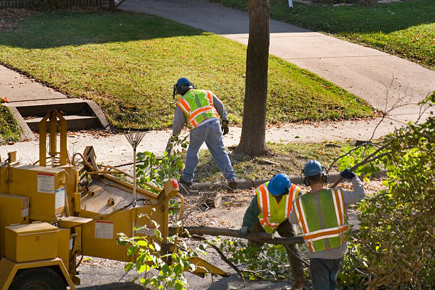 Residential Tree Removal in Westmoreland, TN